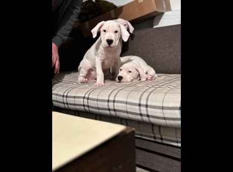 1  dogoargentinos0126.jpg